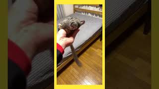 Baby Galago jumping galago eating shorts galago galagoplum  cute animals cute [upl. by Swetiana364]