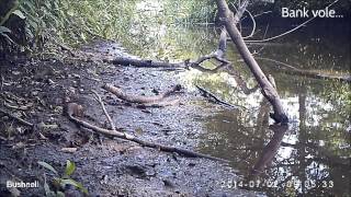 Wildlife at Howsham Mill  Camera Trap Highlights [upl. by Ezri]