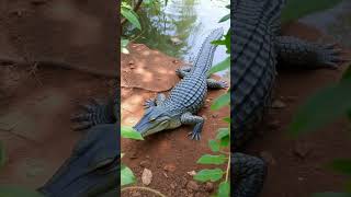 Did You Know Crocodile Secrets Unveiled [upl. by Neened565]