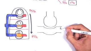 Respiratory System Physiology  Ventilation and Perfusion VQ Ratio Physiology [upl. by Deb]