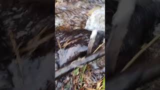 Beaver Trapping Northern Michigan trapper trapping [upl. by Narhem]