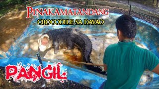 OLDEST CROCODILE  Crocodile Park Part 1 [upl. by Templia615]