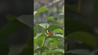 Orange Minivet Busy with Morning Activities birds Minivet [upl. by Clementia]