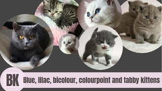 British Shorthair Kitten Colours Blue Lilac Bicolour Colourpoint and Silver Tabby [upl. by Aihsak538]