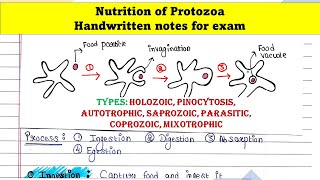 Protozoa nutrition [upl. by Koeninger]