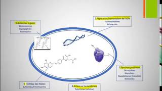 Interprétation des antibiogrammes [upl. by Doak]