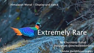 himalayan monal display Extremely Rare Display and dance of himalayan monal [upl. by Ocker]