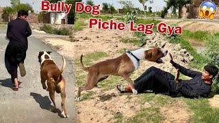 Qari Ky Piche Bully Dog Lag Gya😱 [upl. by Dej]