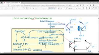 LELOIR PATHWAYGALACTOSE METABOLISM AND GALACTOSEMIA [upl. by Aisset]