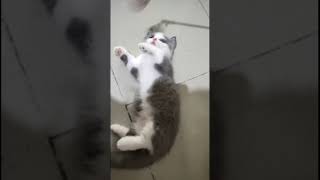 pulupulu😍 kucinglucu kucingngambek aksikucing aksikucinglucu cat [upl. by Fiorenza]