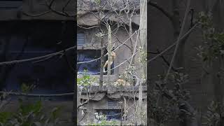 Blackcrowned Squirrel Monkey 黑冠松鼠猴 [upl. by Llatsyrk]