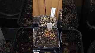 Drosera Plants Have Been Moved Indoors [upl. by Saideman61]