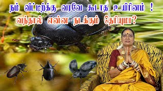 கருவண்டு வீட்டிற்குள் நுழைந்தால் துர் சகுனமாKaruvandu Veetukul Vanthal Enna Palan  Arulvakku Amma [upl. by Pownall]