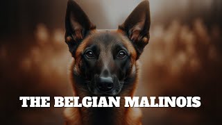 The Belgian Malinois [upl. by Almita252]