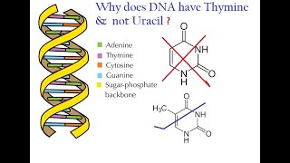 Why DNA has Thymine and not Uracil [upl. by Eiliab457]