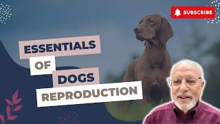 Responsible Breeding The Essentials of CanineDogs Reproduction [upl. by Hameean]