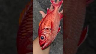 Giant Menpachi fishing in Hawaii gyotaku fishprint fish fishing [upl. by Irovi]