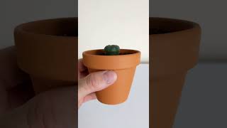 Potting Your New Peyote Cactus [upl. by Atirahs766]