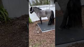 Saddle Up Mini Horse Blue Roan Stallion [upl. by Atilef678]