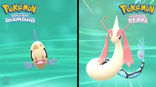 How to Find Feebas amp Evolve Into Milotic in Pokemon Brilliant Diamond amp Shining Pearl [upl. by Estey233]