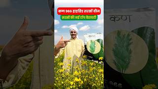 कण 966 हाइब्रिड सरसों बीज  अधिक तेल और अधिक उपज Hybrid Sarso Seed kernseedtech [upl. by Asare]