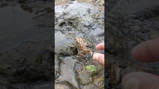 Funny catching frogs amazing jumping frog lol catch frog 🐸 funny frog funnyvideo lol [upl. by Stacey]