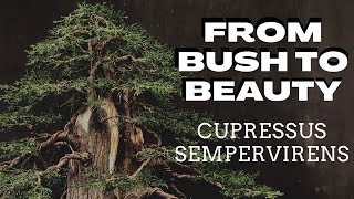 From Bush to BeautyCupressus Sempervirens [upl. by Einej]