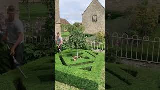 Person is using an electric hedge cutter to trim and reshape a boxwood parterre [upl. by Canute]