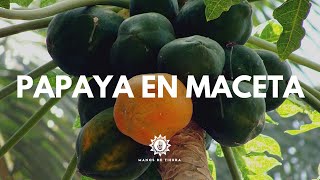 Como Sembrar PAPAYA EN MACETA De La Forma Mas Fácil Cultivo de papayamanos de tierra [upl. by Ayekam]