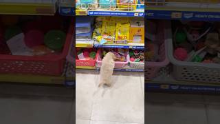 Leo ke baby ki shopping😂 shorts  Anant Rastogi [upl. by Aihsemat]