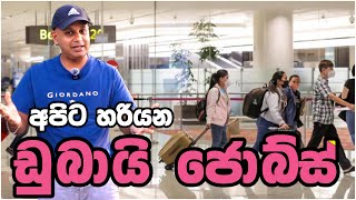 හොද පඩියකට ඩුබායි ජොබ් එකක් how to find job in dubai visit visa  sinhala [upl. by Girovard]