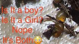 Baby Worm Hatching Omg 😃 cocoon redwigglers wormfarming wisp worms redworms [upl. by Saucy137]