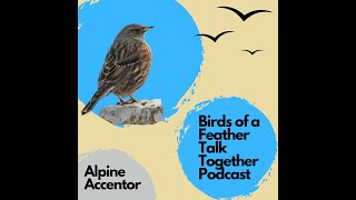 56 Alpine Accentor  Lets talk about bird sex high in the mountains [upl. by Ahsied730]