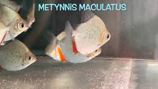 Metynnis maculatus [upl. by Corrina]