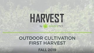 WeedMD Commences Harvest of its OutdoorCultivated Cannabis [upl. by Atyekram]