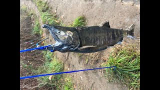 Catching Chum Salmon on Green River Washington State [upl. by Lladnor]