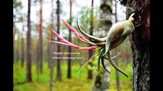 TILLANDSIA CAPUT  MEDUSAE описание и основы ухода [upl. by Sirred90]