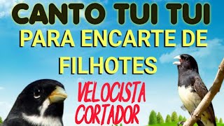 canto tui tui para encarte de filhotes [upl. by Ardnossac]