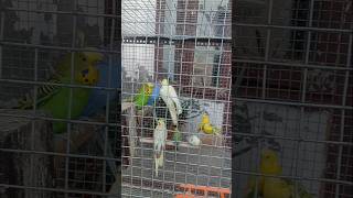 Budgies birds😘budgies birds birdslover shots music hindisong bollywood shortsviral [upl. by Dotty669]