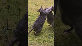 Young male Pademelon Wallabies fighting for supremecy woodbridgehillcottage pademelons [upl. by Cheria]