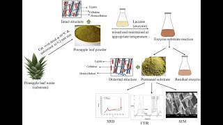 Study on Production of Microbial LignolyticEnzymes for Deconstruction of Lignocellulosic [upl. by Thurlough718]