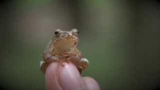 Spring Peeper Pseudacris crucifer [upl. by Anitnegra]