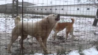 ASLAN HONDA HOLA  YANA  CAO Dogs from PRESTIGE ALABAI KENNEL  ROMANIA 121213 [upl. by Assilav]