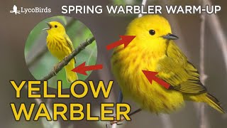 Yellow Warbler Identification  Spring Warbler Warmup [upl. by Dylan]