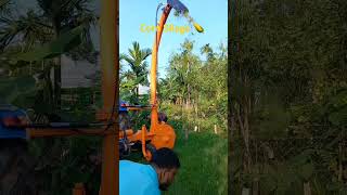 Corn Silage prepare in Bangladesh [upl. by Niwroc]