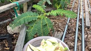 Picking Sesbania Grandiflora from my tree in San Diego aka sọ dừa [upl. by Barkley422]