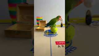 Bird Training  Smart lovebird Parrot  Smart Little Cute Parrot training smartparrot cute [upl. by Jehu]