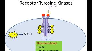 Receptor Tyrosine Kinases Newer Version [upl. by Chatwin]