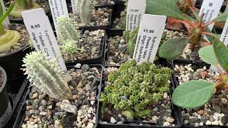 Euphorbia collection Great starter plants [upl. by Marilin]