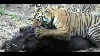 Tigers Attacks Huge Bear Then Eats It Alive [upl. by Annekahs259]